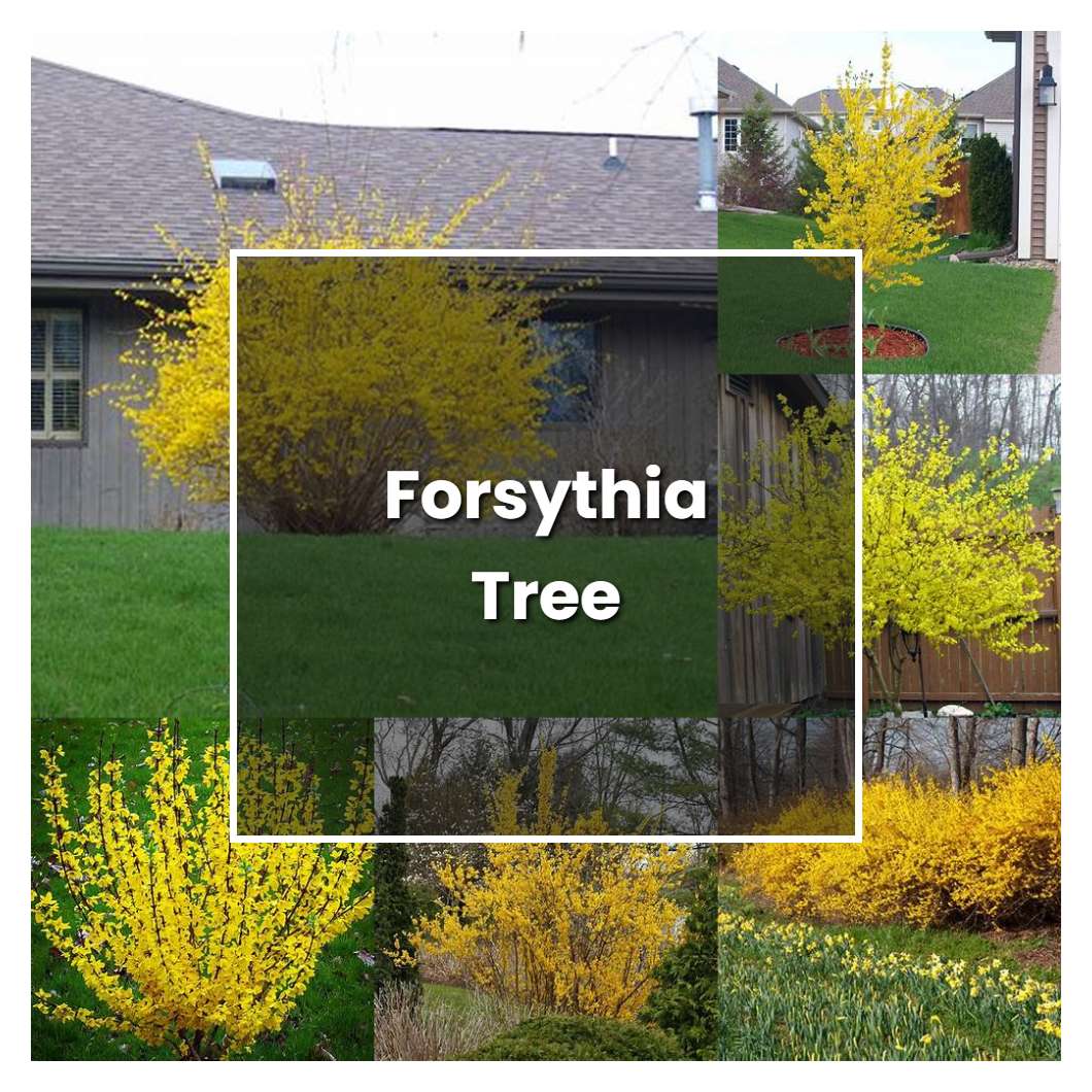 How to Grow Forsythia Tree - Plant Care & Tips