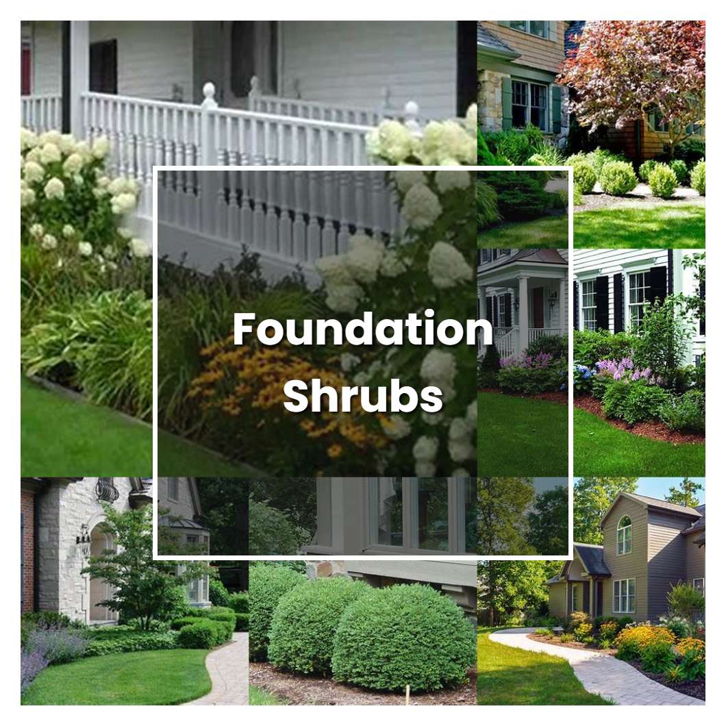 How to Grow Foundation Shrubs - Plant Care & Tips