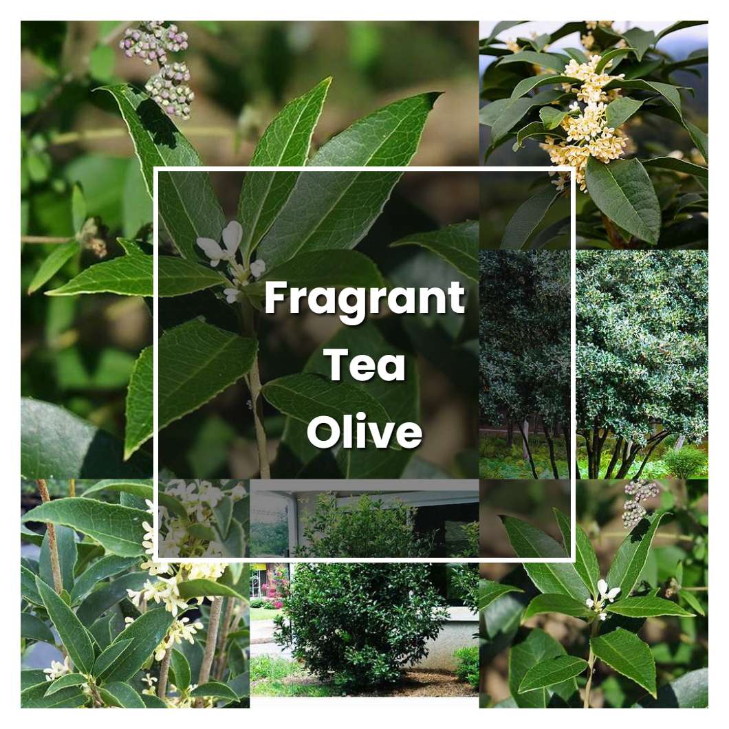 How to Grow Fragrant Tea Olive - Plant Care & Tips