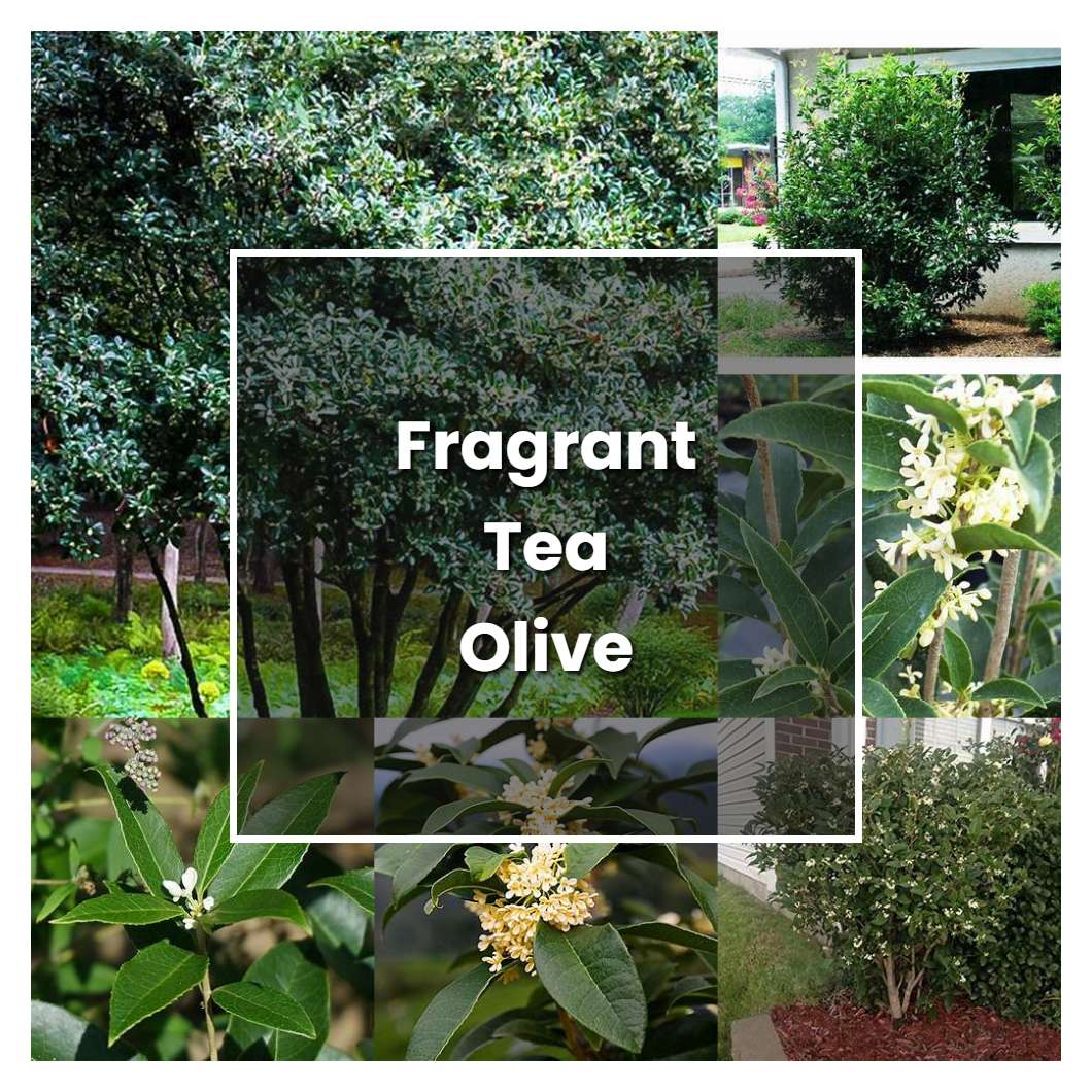 How to Grow Fragrant Tea Olive Tree - Plant Care & Tips