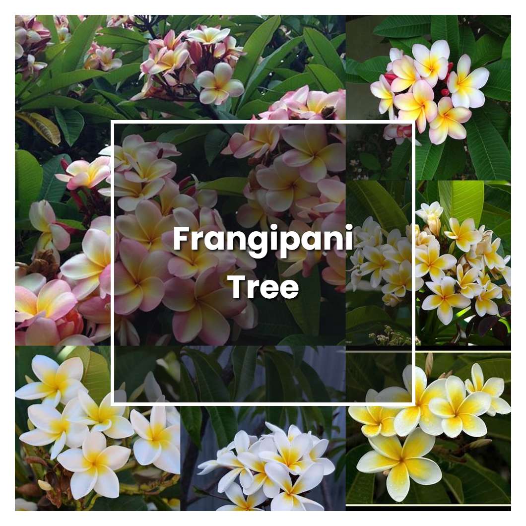 How to Grow Frangipani Tree - Plant Care & Tips