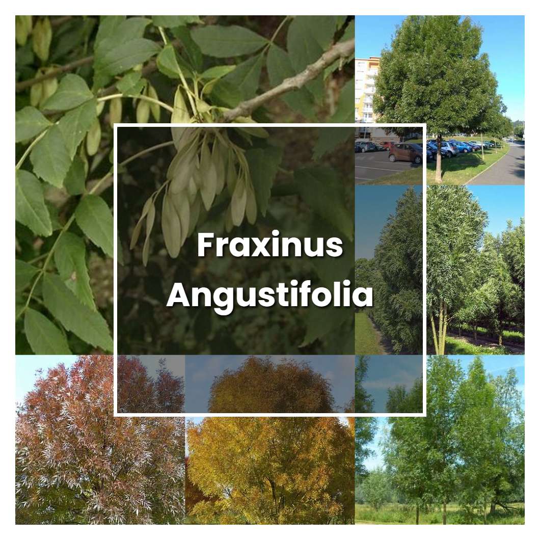 How to Grow Fraxinus Angustifolia - Plant Care & Tips