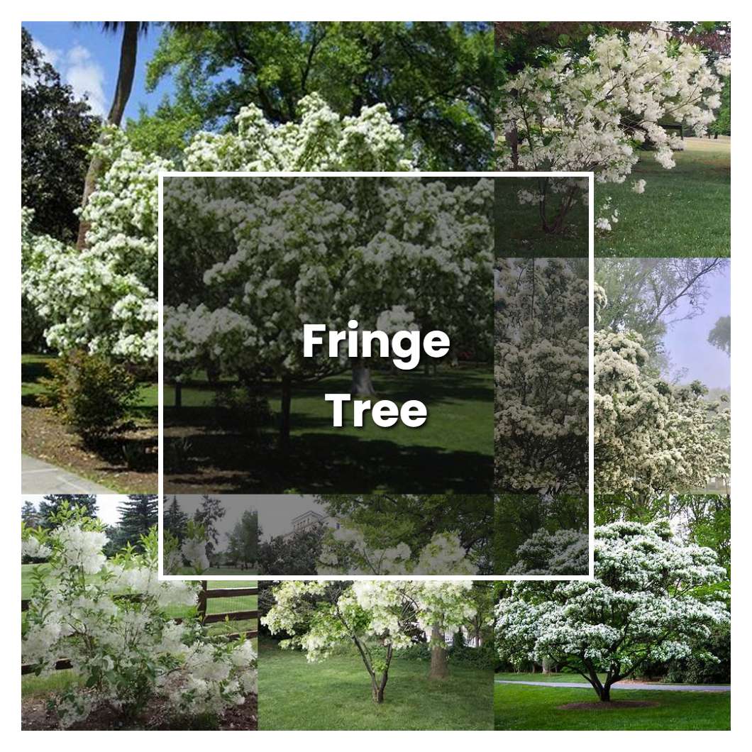 How to Grow Fringe Tree - Plant Care & Tips