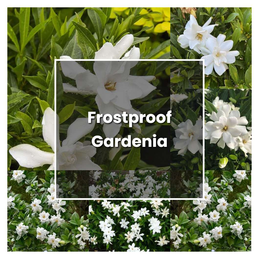 How to Grow Frostproof Gardenia - Plant Care & Tips