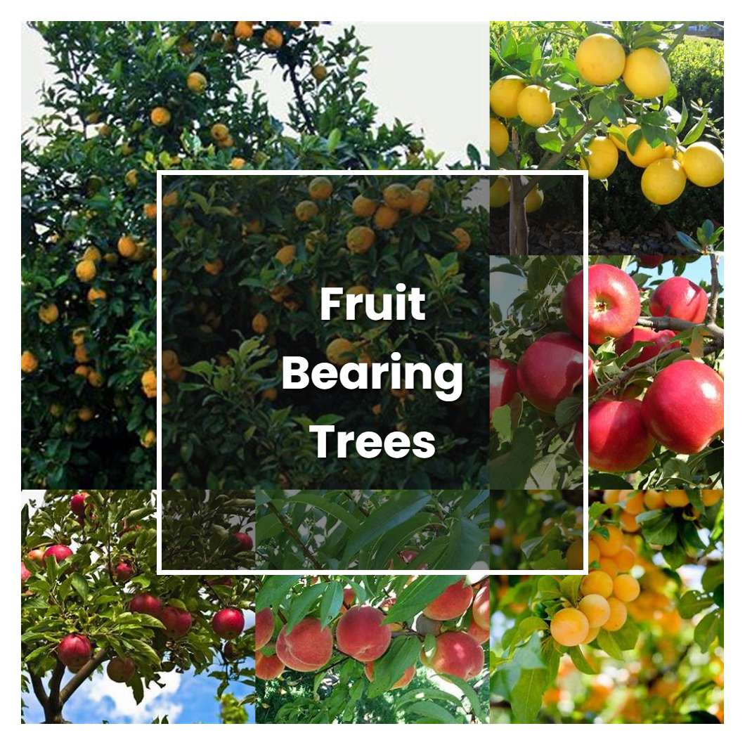 How to Grow Fruit Bearing Trees - Plant Care & Tips
