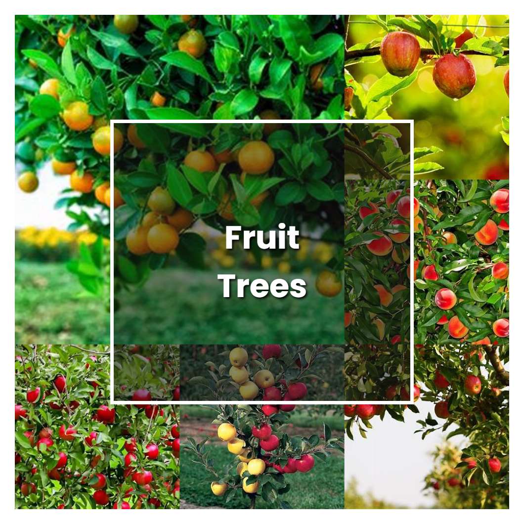 How to Grow Fruit Trees - Plant Care & Tips