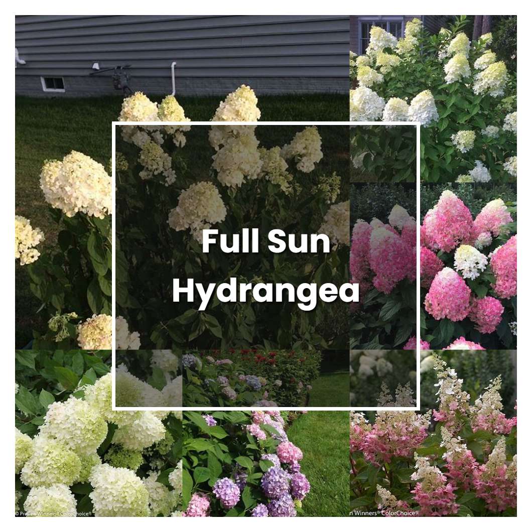 How to Grow Full Sun Hydrangea - Plant Care & Tips