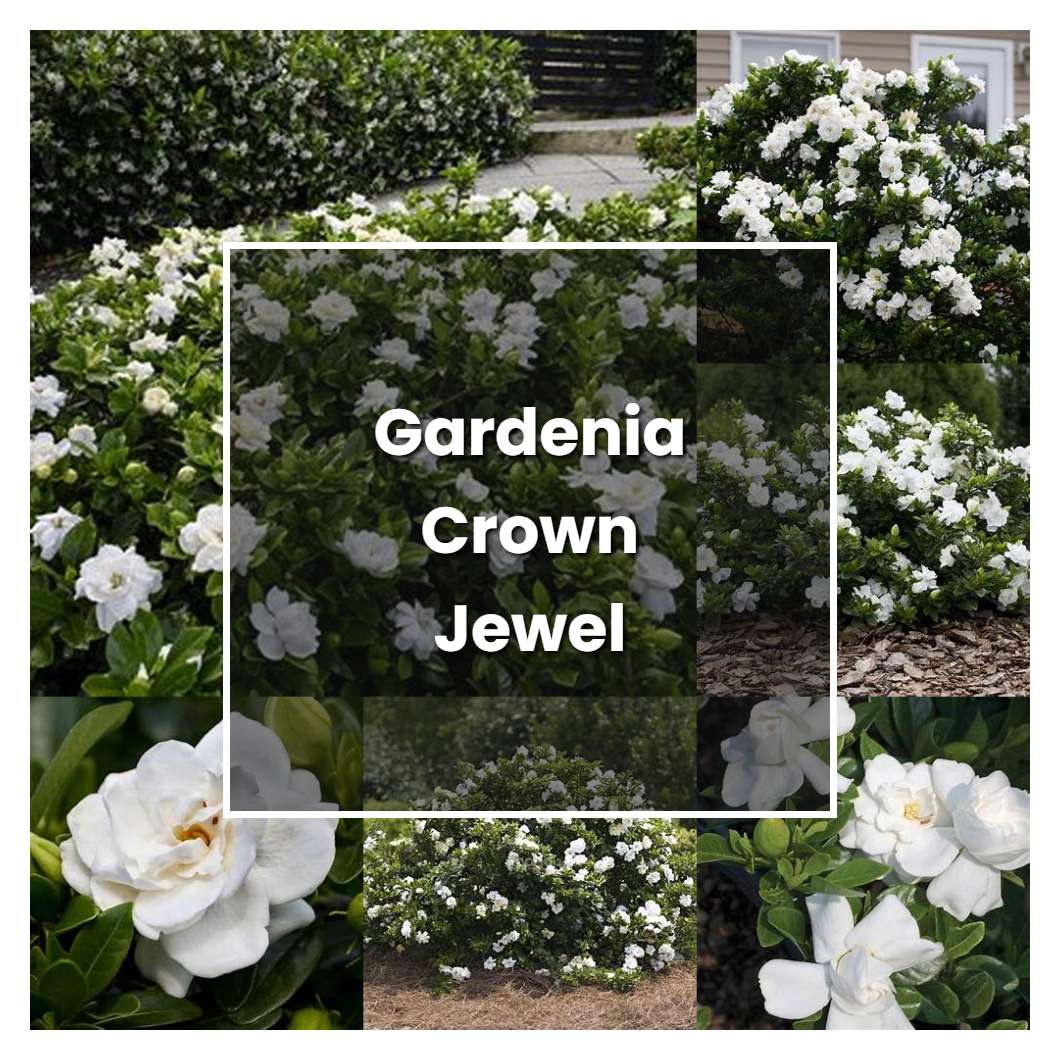 How to Grow Gardenia Crown Jewel - Plant Care & Tips