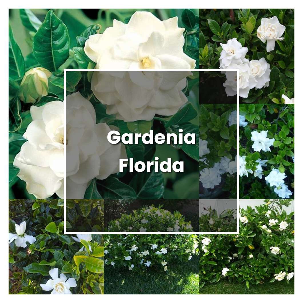 How to Grow Gardenia Florida - Plant Care & Tips