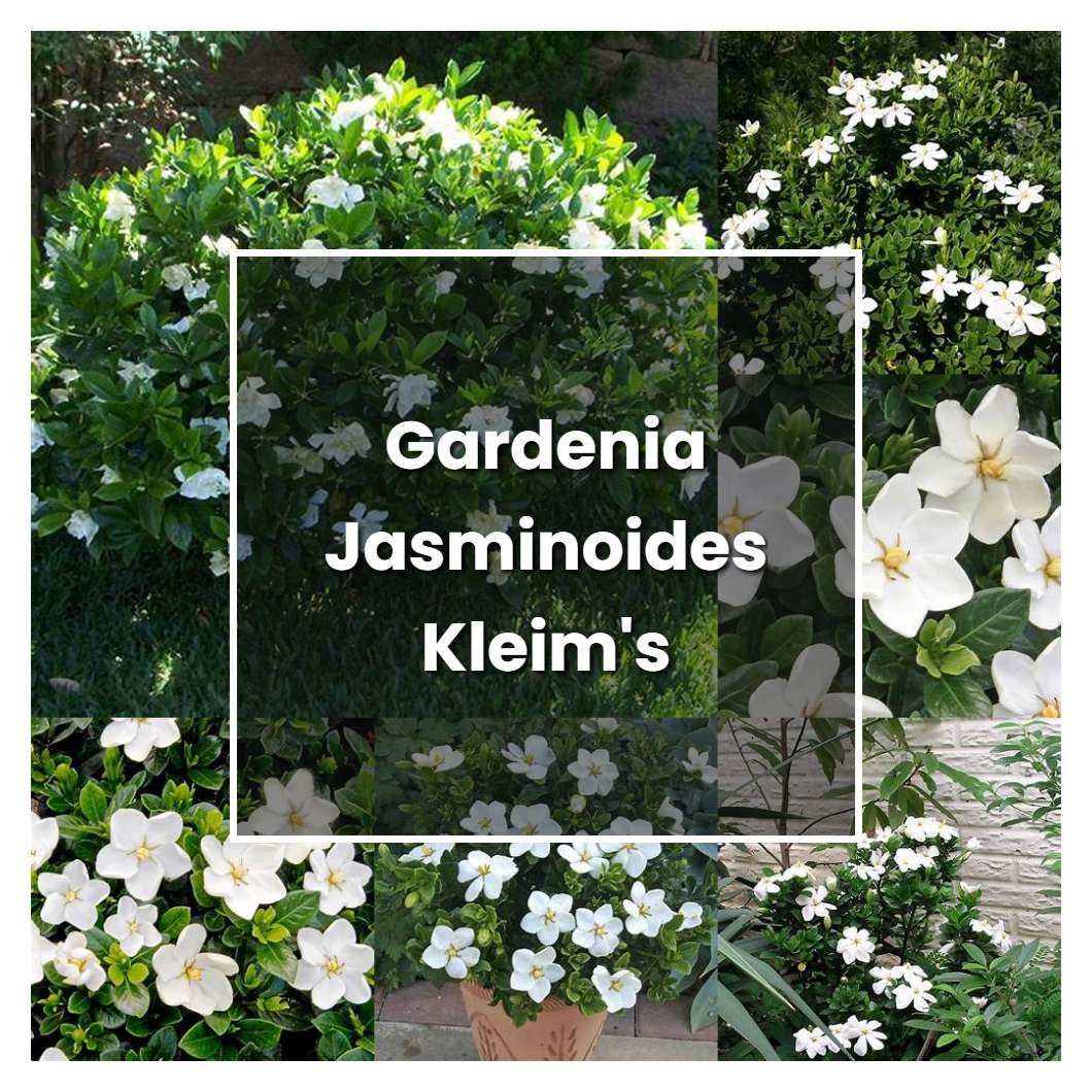 How to Grow Gardenia Jasminoides Kleim's Hardy - Plant Care & Tips
