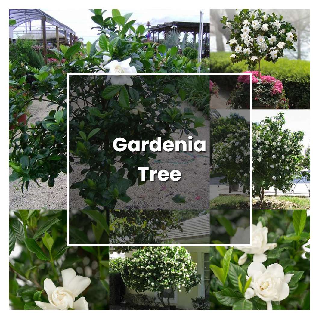 How to Grow Gardenia Tree Plant Care & Tips NorwichGardener