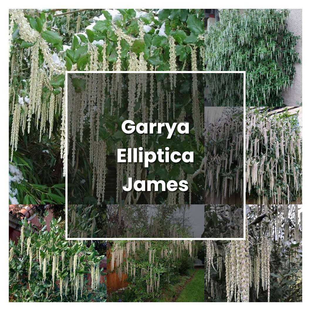 How to Grow Garrya Elliptica James Roof - Plant Care & Tips