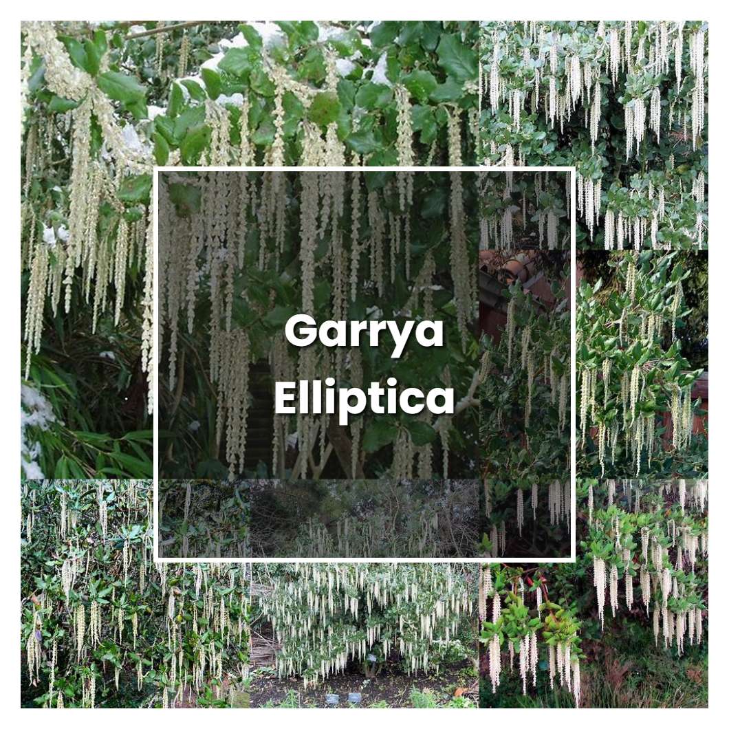 How to Grow Garrya Elliptica - Plant Care & Tips