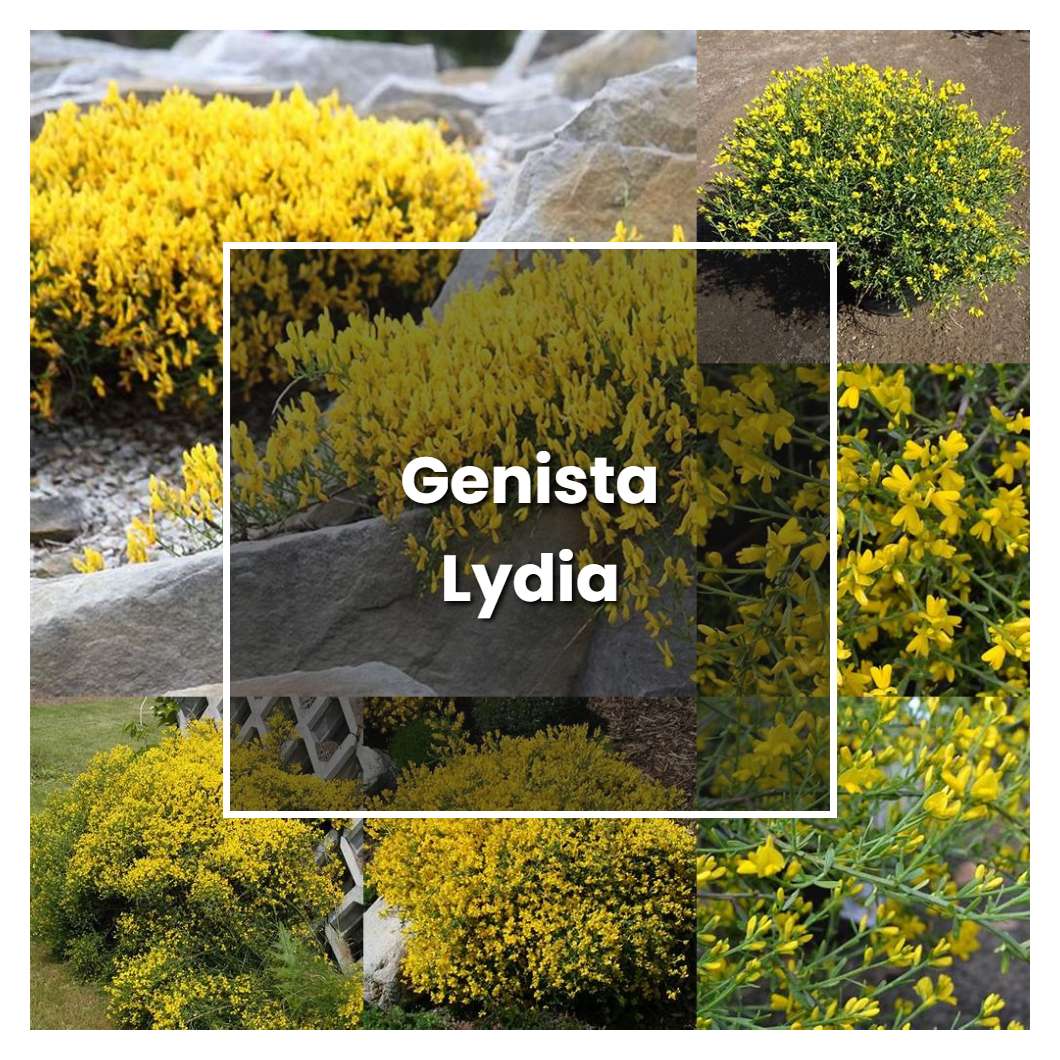 How to Grow Genista Lydia - Plant Care & Tips