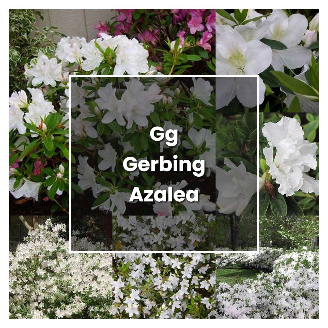How to Grow Gg Gerbing Azalea Plant Care & Tips NorwichGardener