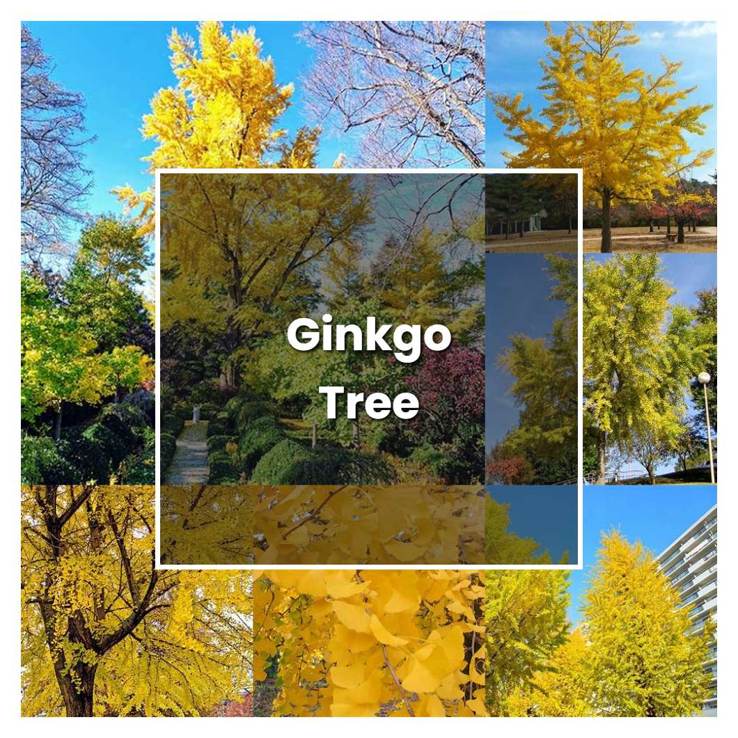 How to Grow Ginkgo Tree - Plant Care & Tips