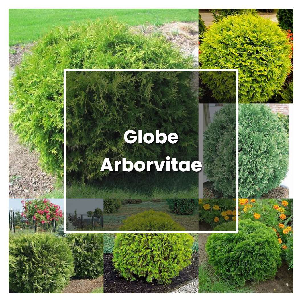 How to Grow Globe Arborvitae - Plant Care & Tips