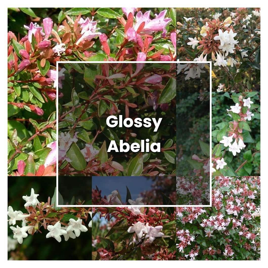 How to Grow Glossy Abelia - Plant Care & Tips
