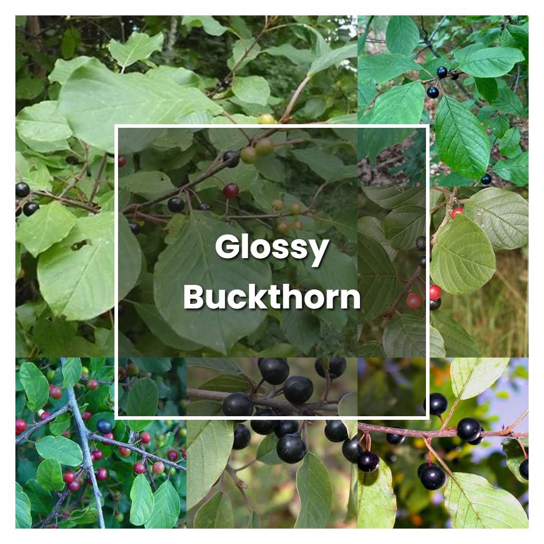 How to Grow Glossy Buckthorn - Plant Care & Tips