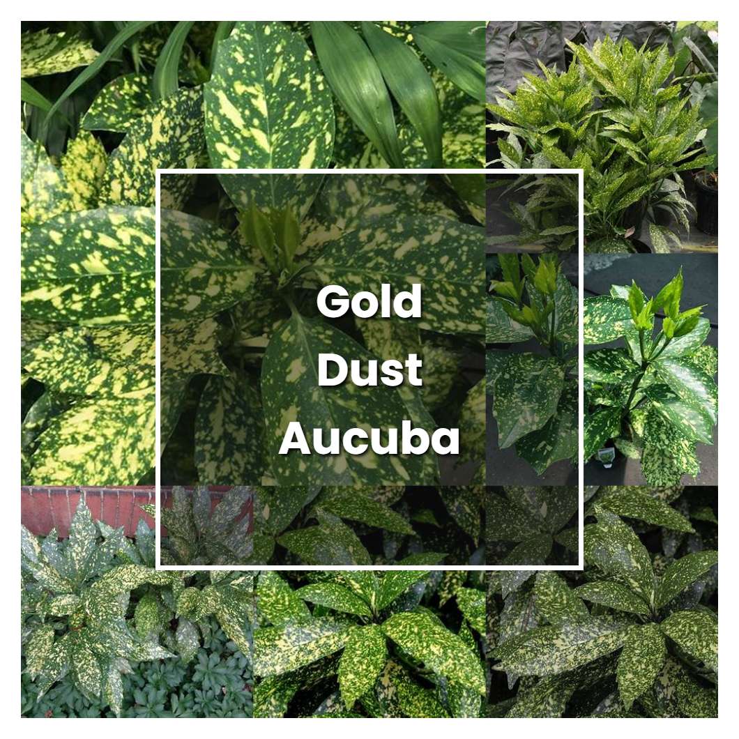 How to Grow Gold Dust Aucuba - Plant Care & Tips