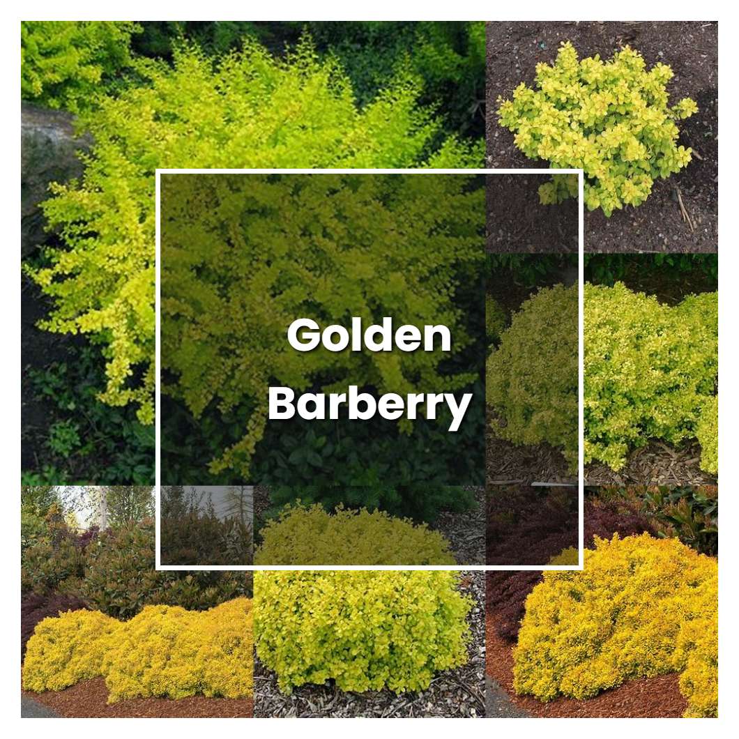 How to Grow Golden Barberry - Plant Care & Tips