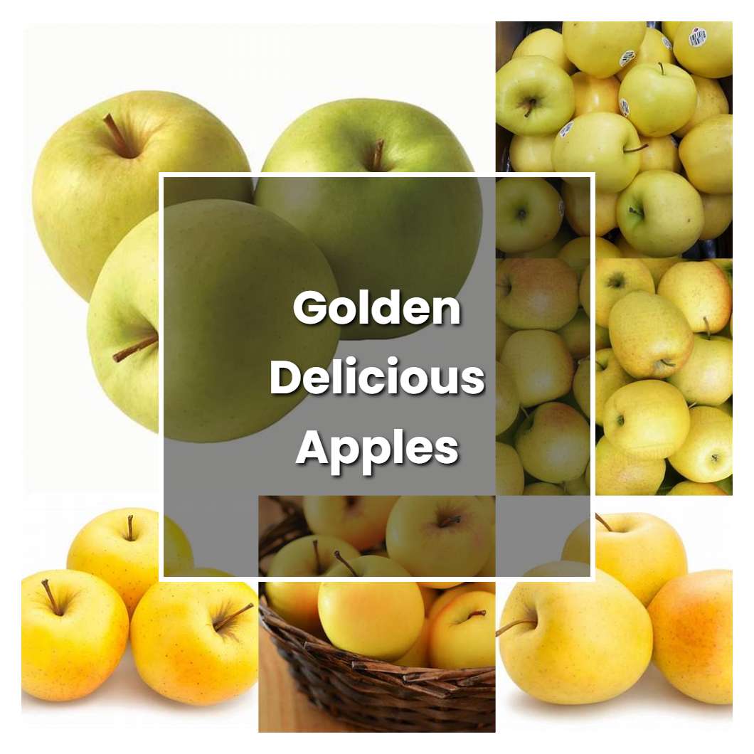 How to Grow Golden Delicious Apples Plant Care & Tips NorwichGardener