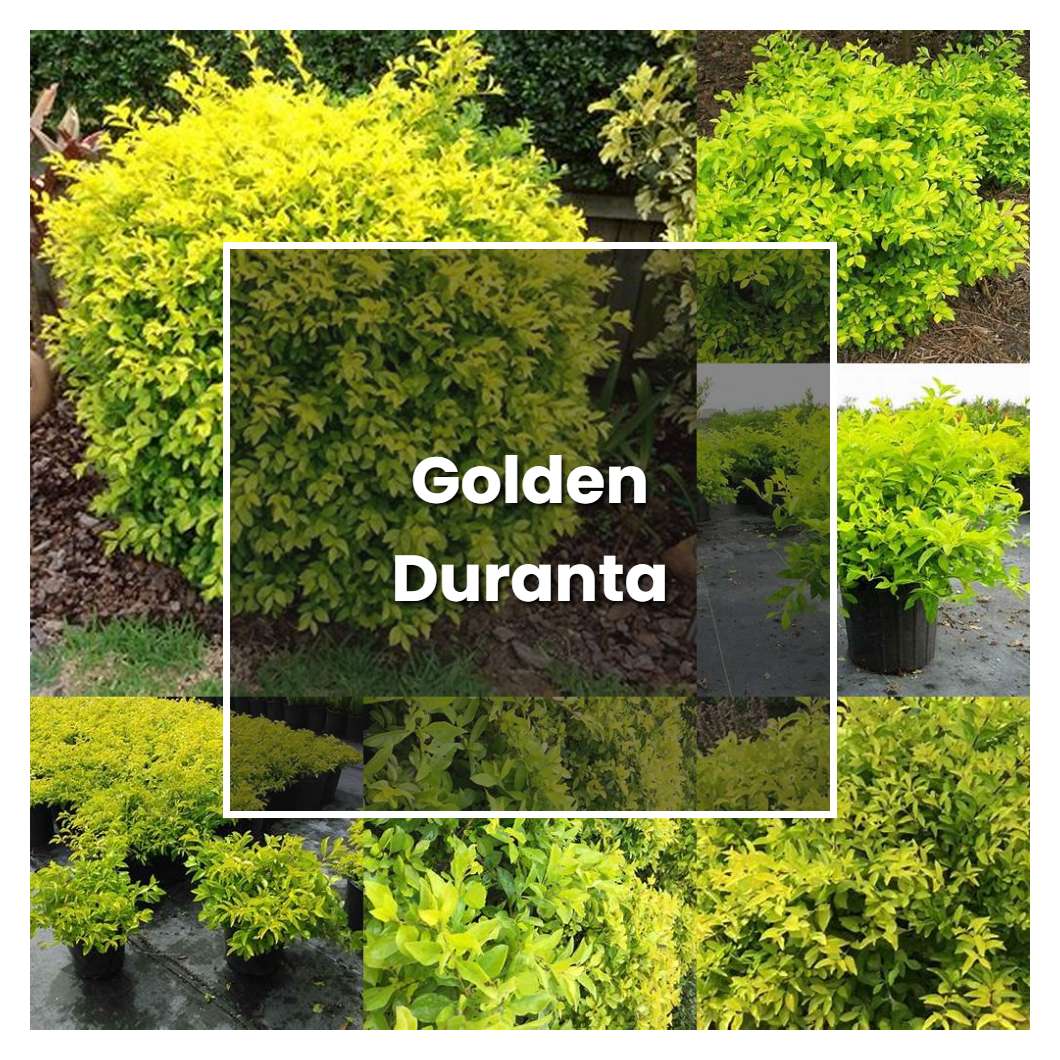 How to Grow Golden Duranta - Plant Care & Tips