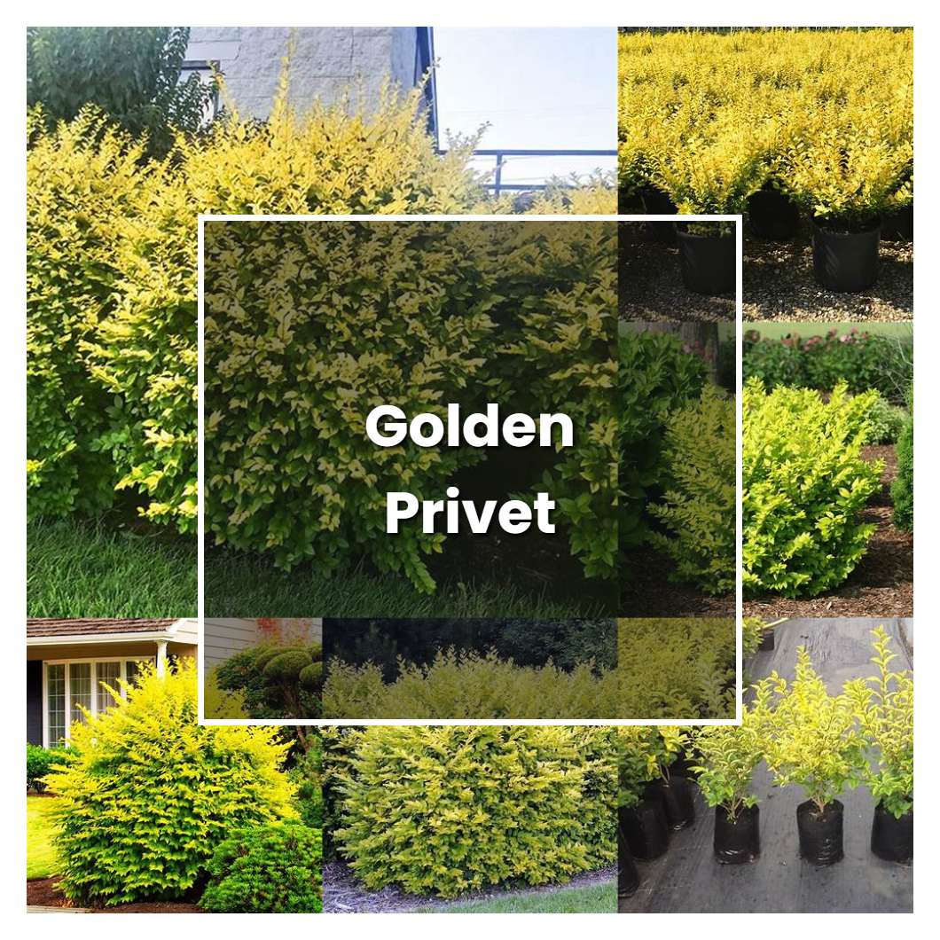 How to Grow Golden Privet - Plant Care & Tips