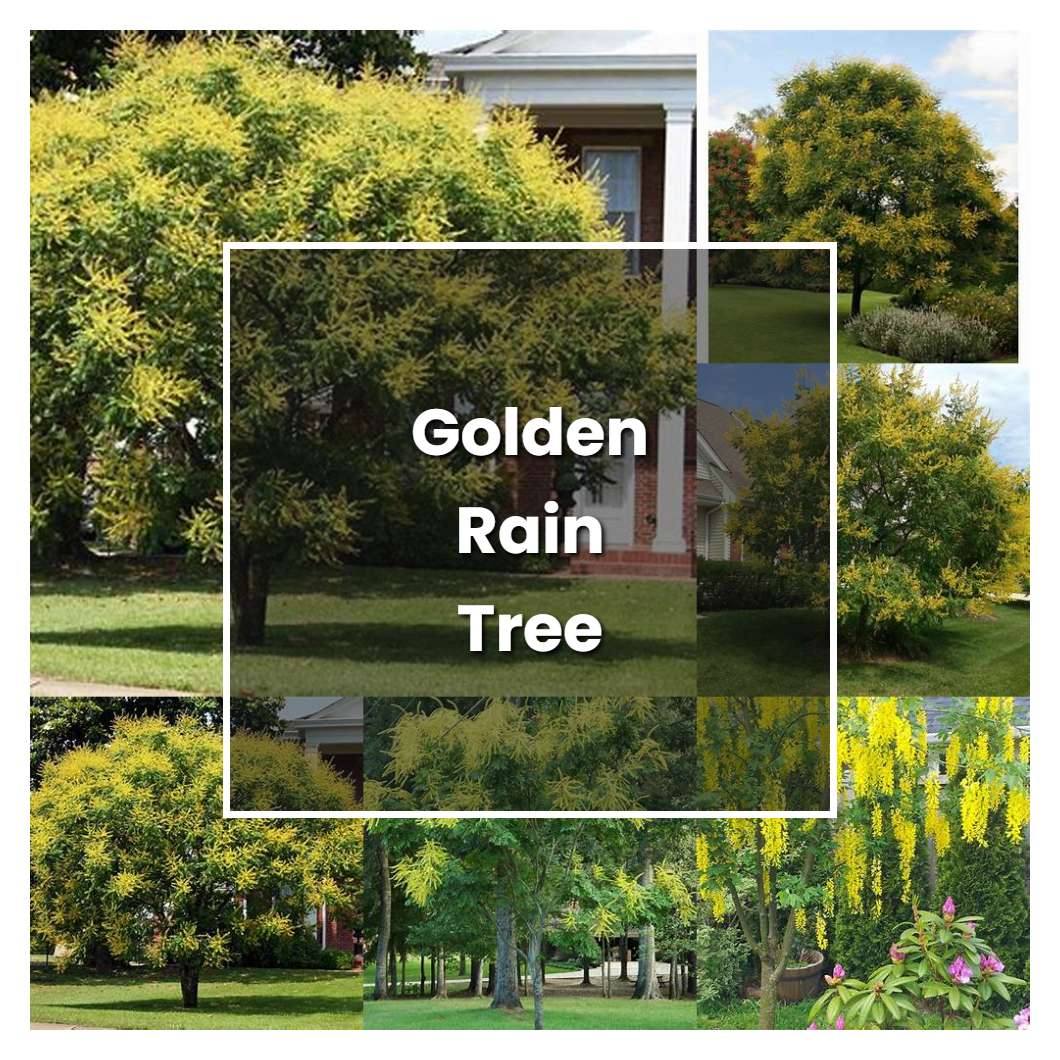How to Grow Golden Rain Tree - Plant Care & Tips