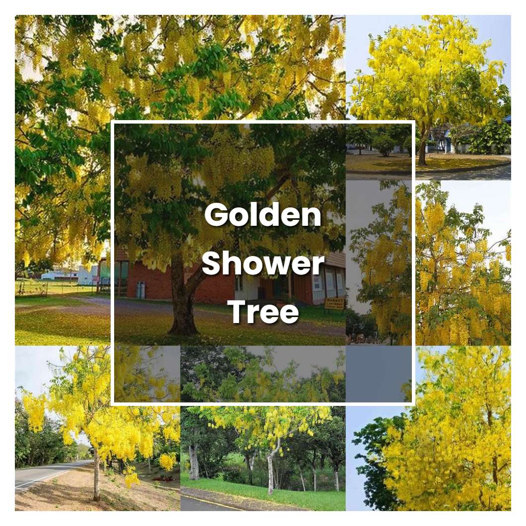 How to Grow Golden Shower Tree - Plant Care & Tips