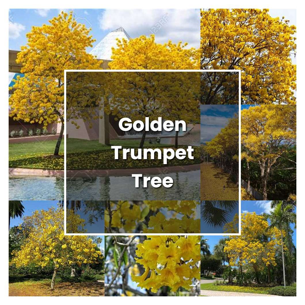 How to Grow Golden Trumpet Tree Plant Care & Tips NorwichGardener