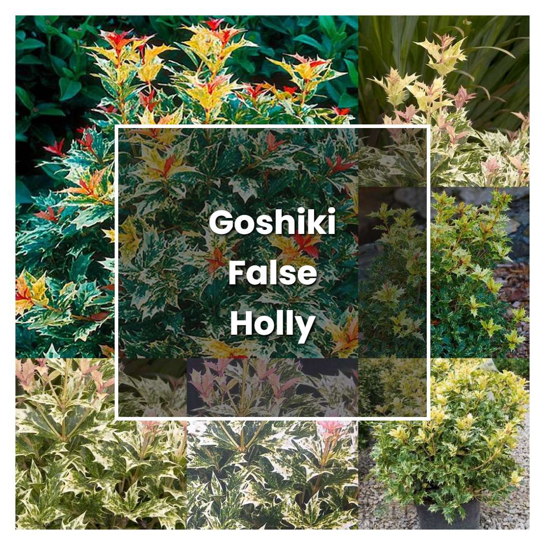 How to Grow Goshiki False Holly - Plant Care & Tips