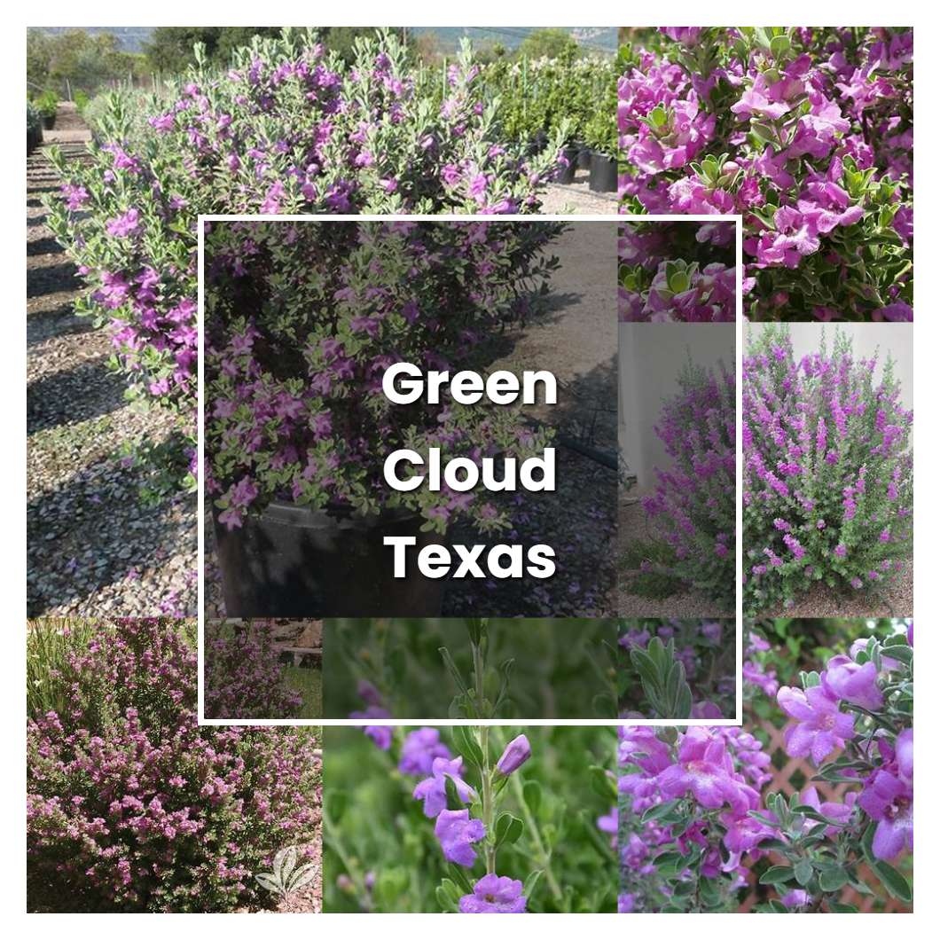 How to Grow Green Cloud Texas Sage - Plant Care & Tips