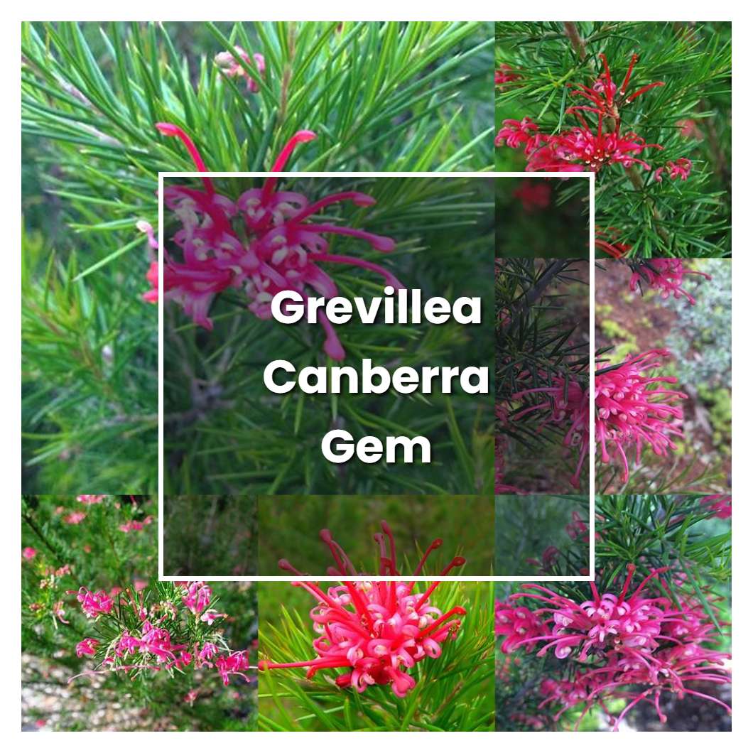 How to Grow Grevillea Canberra Gem - Plant Care & Tips