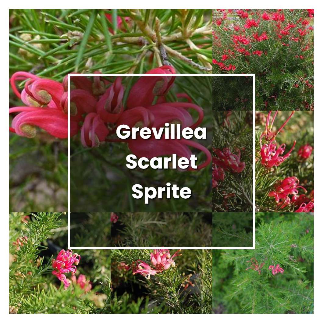 How to Grow Grevillea Scarlet Sprite - Plant Care & Tips