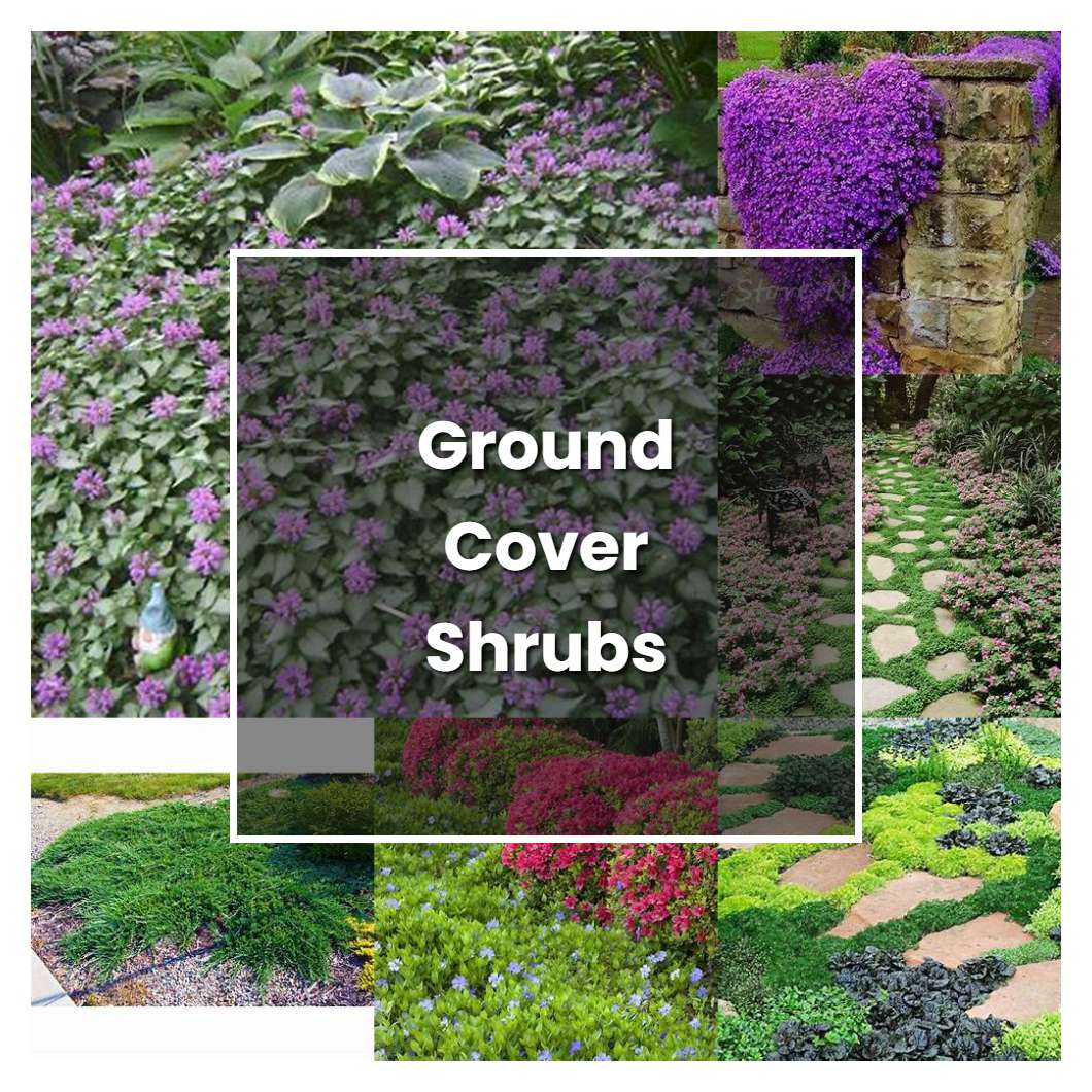 How to Grow Ground Cover Shrubs - Plant Care & Tips