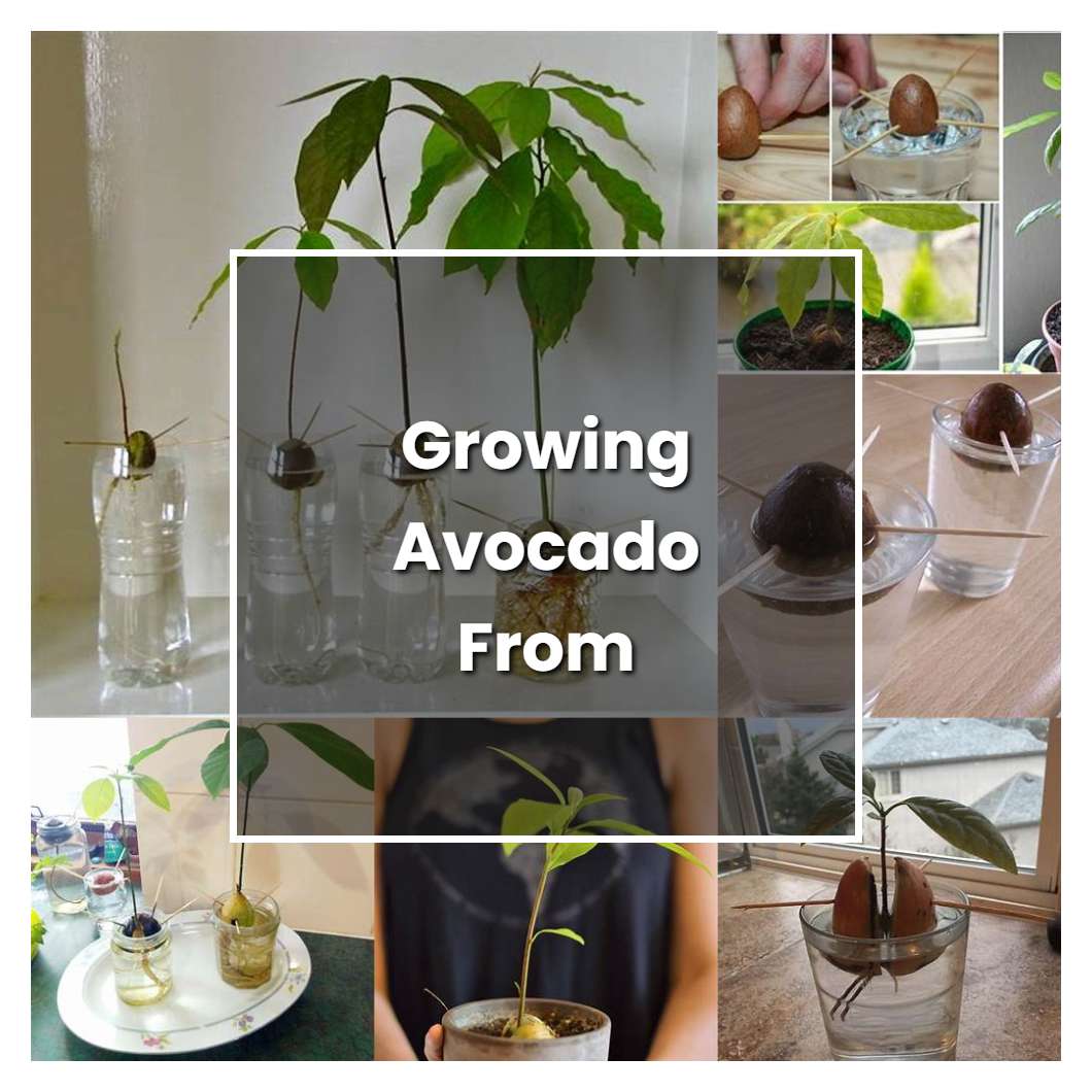 How to Grow Growing Avocado From Seed - Plant Care & Tips