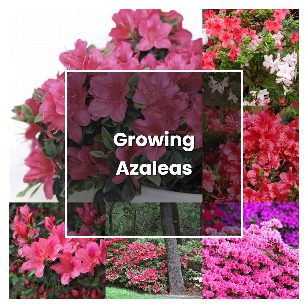 How to Grow Growing Azaleas - Plant Care & Tips