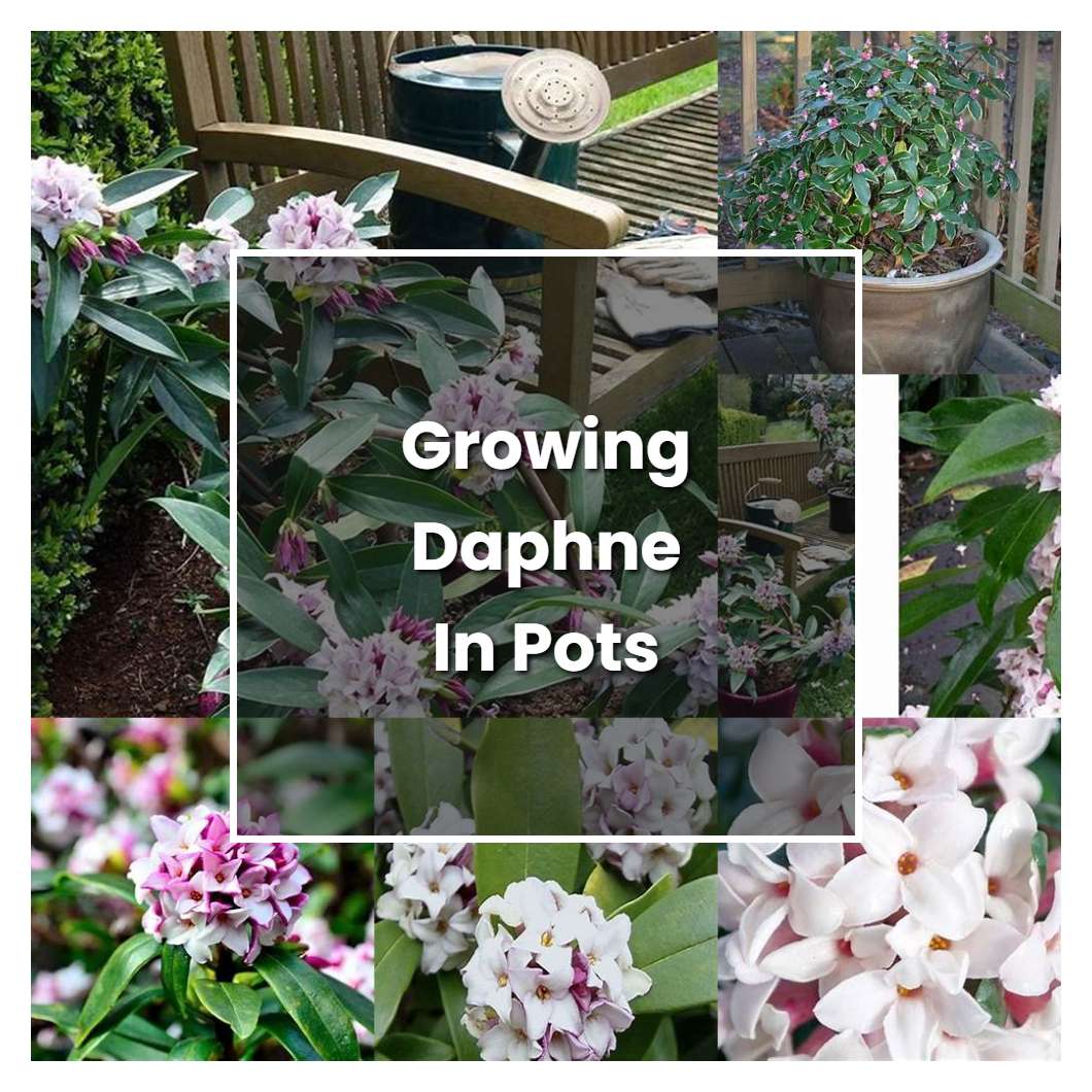 How to Grow Growing Daphne In Pots - Plant Care & Tips