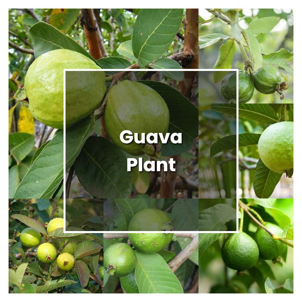 How to Grow Guava Plant - Plant Care & Tips