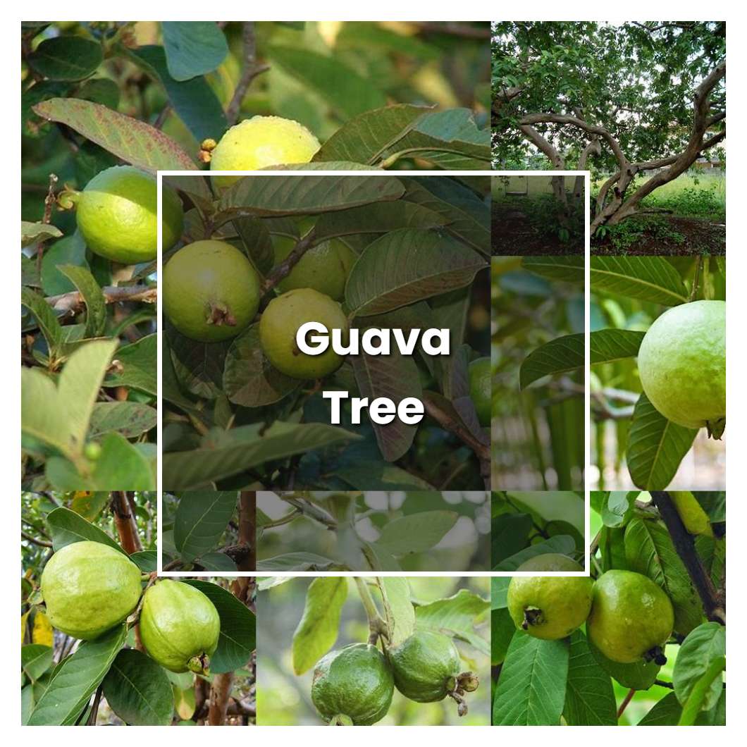 How to Grow Guava Tree - Plant Care & Tips