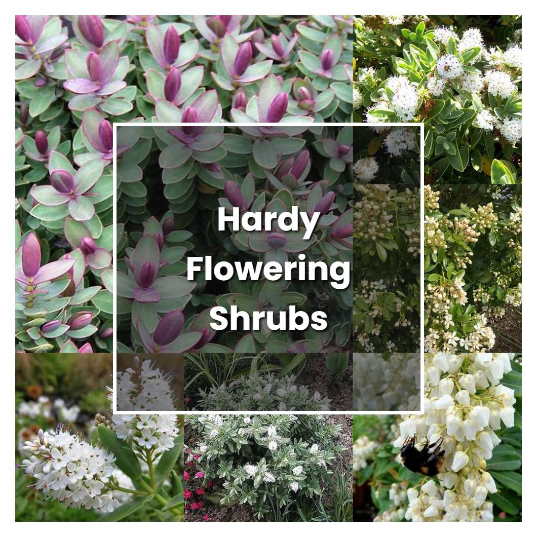 How to Grow Hardy Flowering Shrubs - Plant Care & Tips
