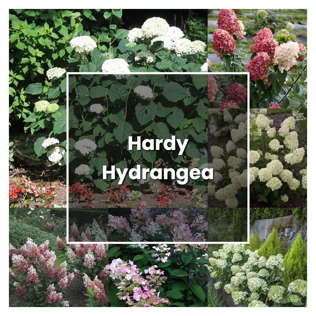 How to Grow Hardy Hydrangea - Plant Care & Tips