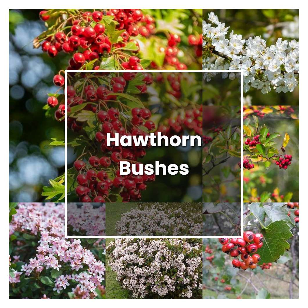 How to Grow Hawthorn Bushes - Plant Care & Tips