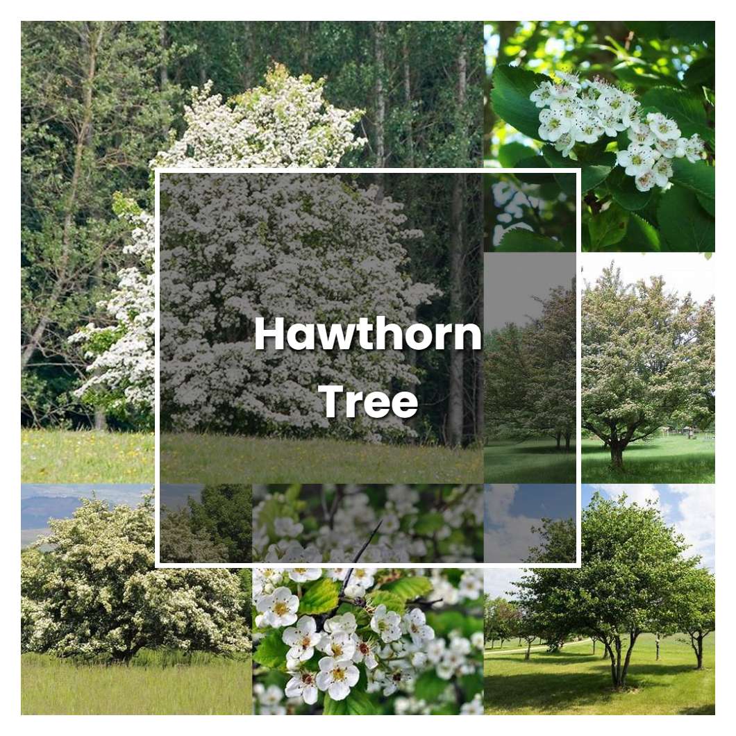 How to Grow Hawthorn Tree - Plant Care & Tips
