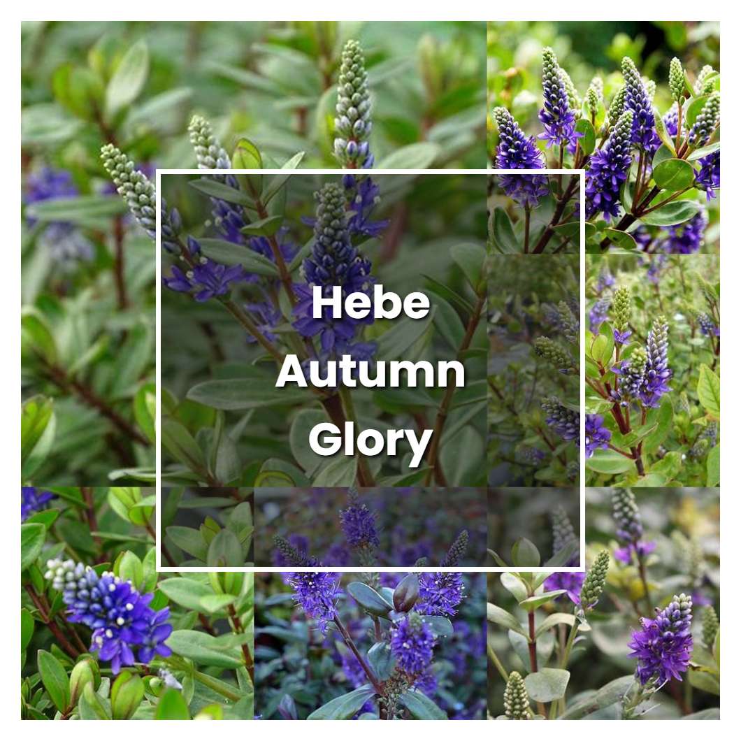 How to Grow Hebe Autumn Glory - Plant Care & Tips