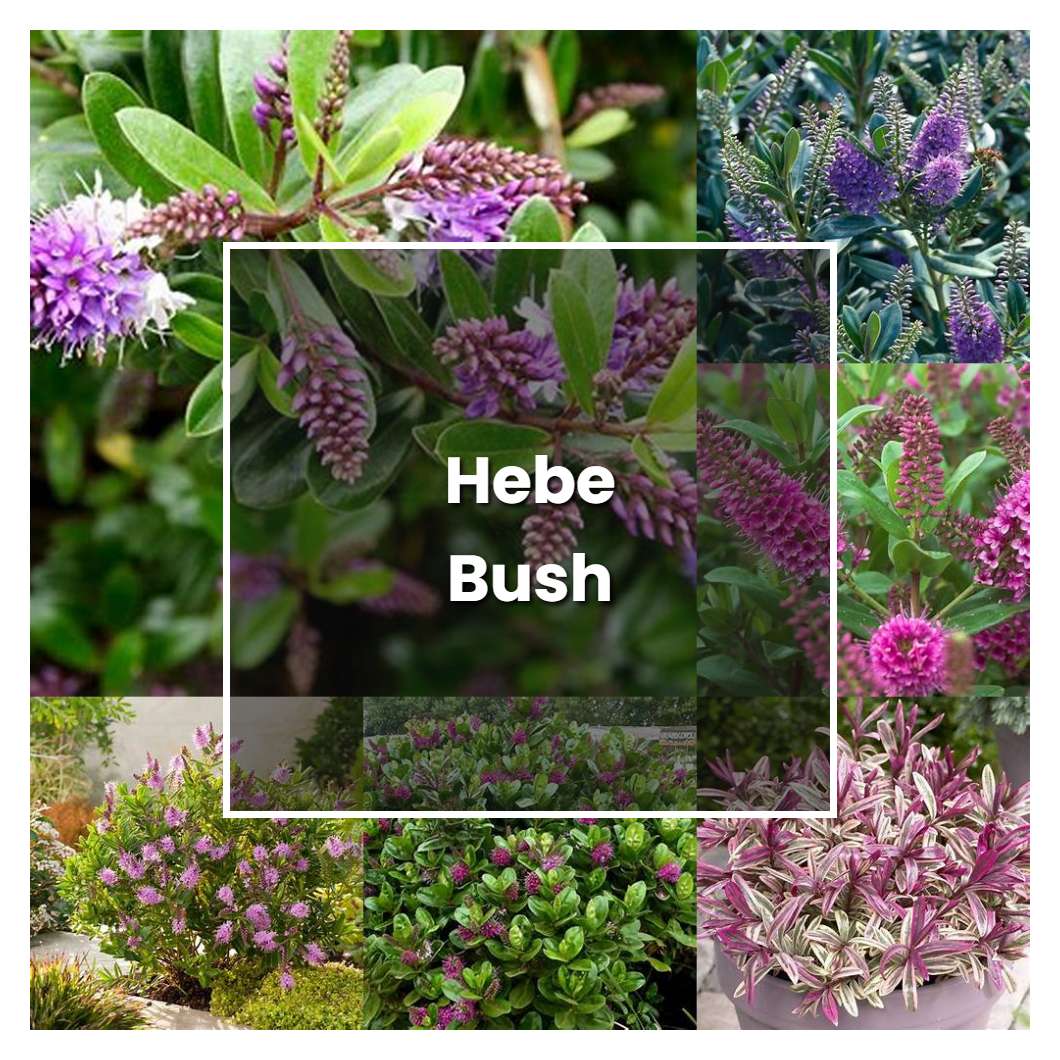 How to Grow Hebe Bush - Plant Care & Tips