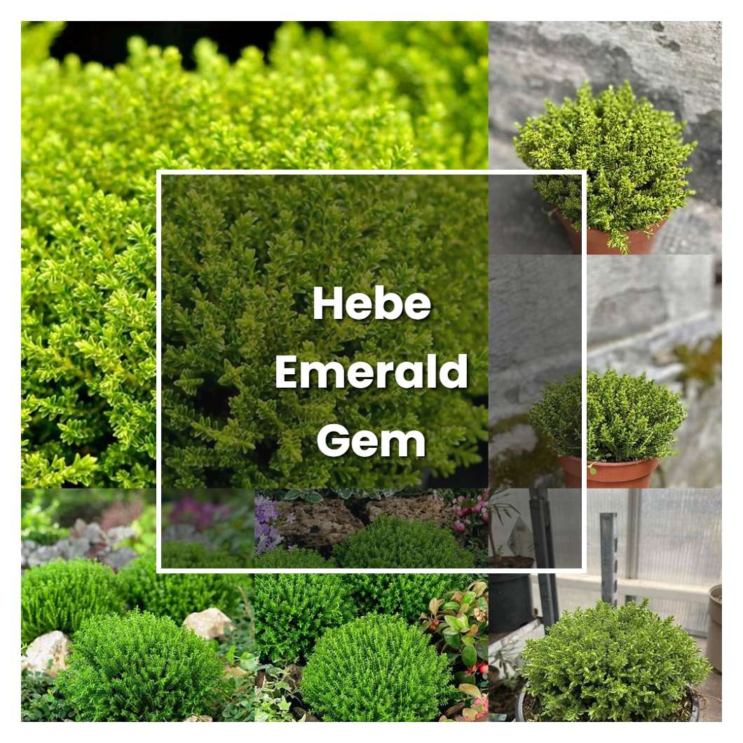 How to Grow Hebe Emerald Gem - Plant Care & Tips