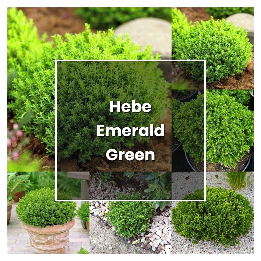 How to Grow Hebe Emerald Green Globe - Plant Care & Tips