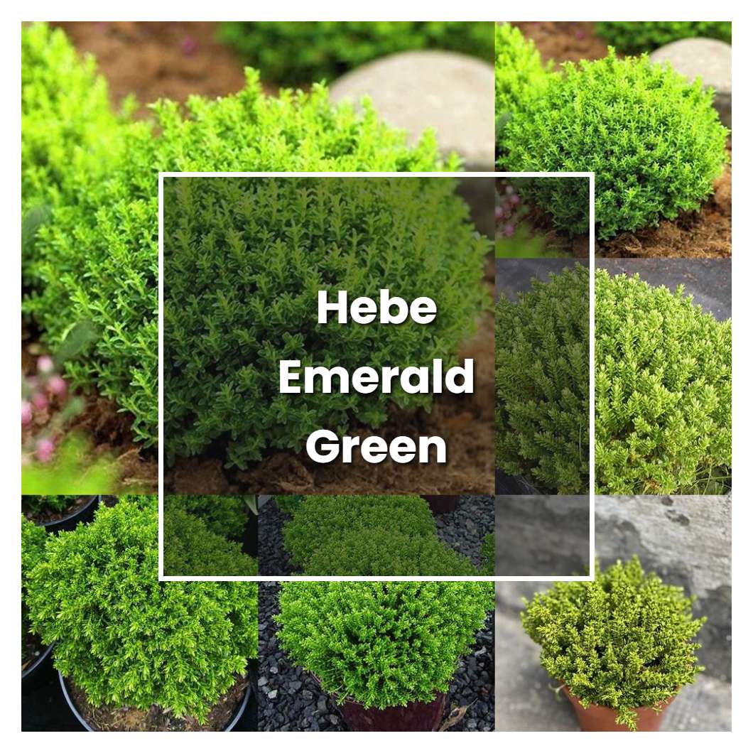 How to Grow Hebe Emerald Green - Plant Care & Tips